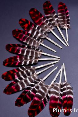 Truthahn - 10-15 cm - getigert - natur-rot